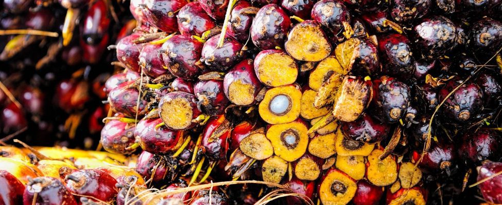 RSPO-certifiering för Produktionskedjan för palmolja