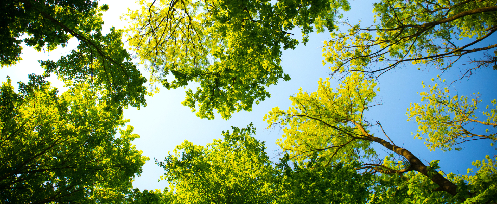 FSC<sup>®</sup> -standardarder